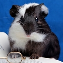 Avatar of user MarsuBoy