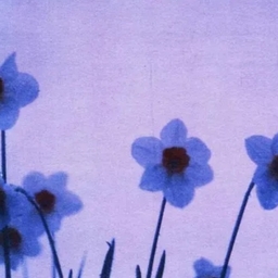 Avatar of user sillyeggstar