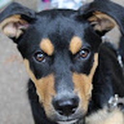 Avatar of user iced93