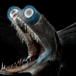 Avatar of user dojur-doryl