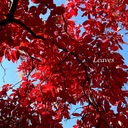 Cover of album Leaves by Lemon Squeezer