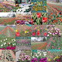 Avatar of user flipperachi