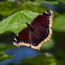 Avatar of user Krystal_8