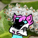 Avatar of user WAV30