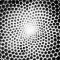 Avatar of user not_really