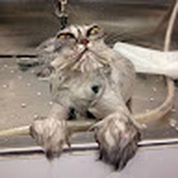 Avatar of user nvhhghvg