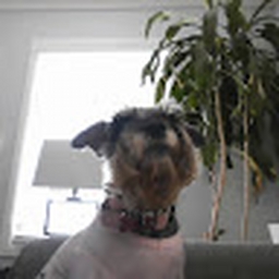 Avatar of user chingychongywawa1345679854