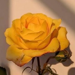 Avatar of user -fizzy-