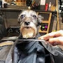 Avatar of user polarsixseven67