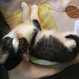 Avatar of user Zozo234