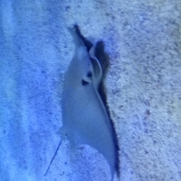 Avatar of user Athazagora_phobia