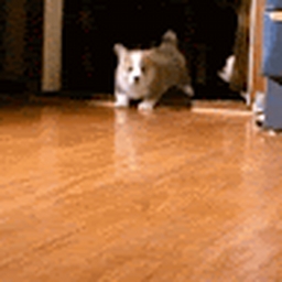 Avatar of user DOGEMASTER646