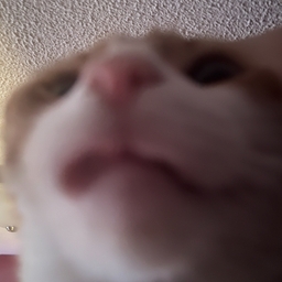 Avatar of user toothlxsss