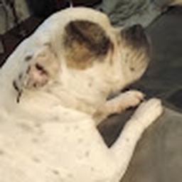 Avatar of user Foxie641