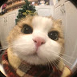 Avatar of user Jenniferli