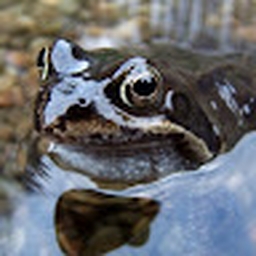 Avatar of user nevaehwade4545