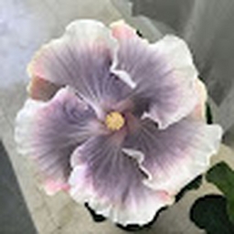 Avatar of user Literarycyborgfeministtheory