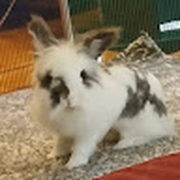 Avatar of user MusicalSnake