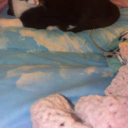 Avatar of user NovasBeats8483