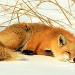 Avatar of user reddfoxxe