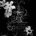 Avatar of user Mekie