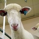 Avatar of user thebestcowboy25