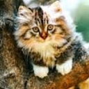 Avatar of user Atreyus