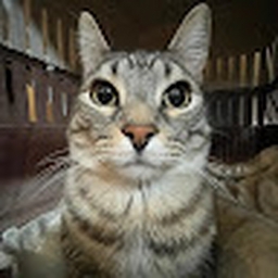 Avatar of user swaggest01