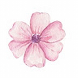 Avatar of user Soumaya31