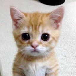 Avatar of user XENO_Rave