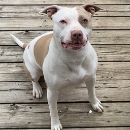 Avatar of user PaintedSp0ts