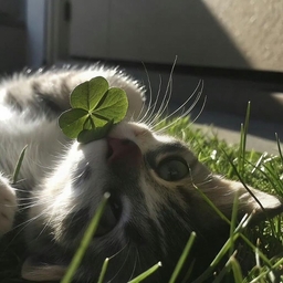 Avatar of user DearDiary