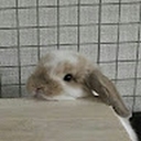 Avatar of user MD0416