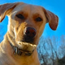 Avatar of user Timtomareright