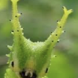 Avatar of user cleartape