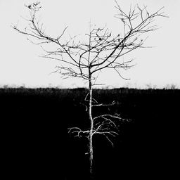 Avatar of user JXLE (Hiatus)