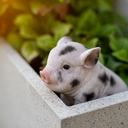 Avatar of user mikand223