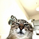 Avatar of user RavCaT101