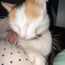 Avatar of user Nahia84