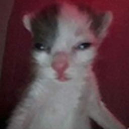 Avatar of user WOUNDEDDREAM