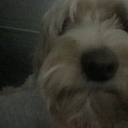 Avatar of user scarygrizzly