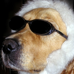 Avatar of user capcutthecactus