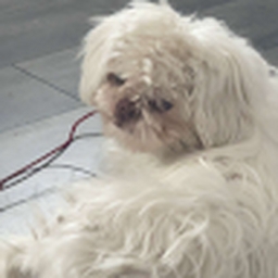 Avatar of user Ninibt_11