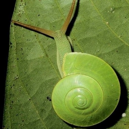 Avatar of user ?{}{}?