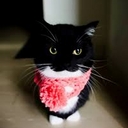 Avatar of user stupideflandre