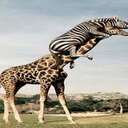 Avatar of user fekipeabs