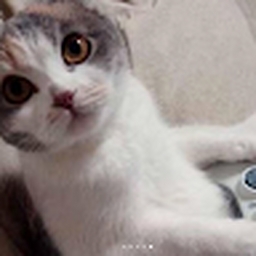 Avatar of user AmericanCrocodile