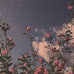 Avatar of user afia_2014