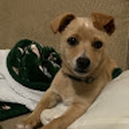 Avatar of user TigerMinnow