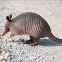 Avatar of user lilbronono